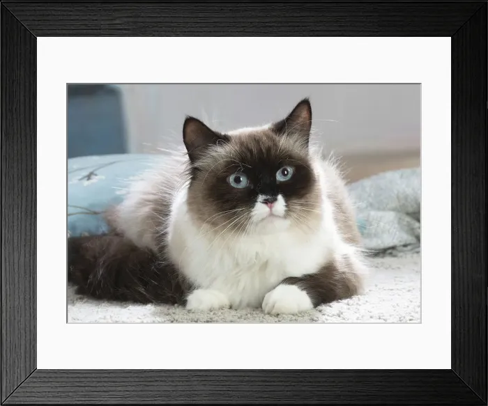 Framed Print : Siberien. Siberian cat indoors