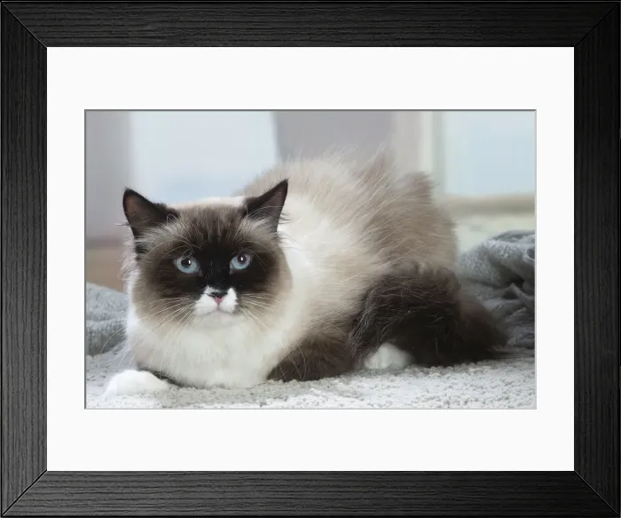Framed Print : Siberien. Siberian cat indoors Framed Print : Siberien. Siberian cat indoors