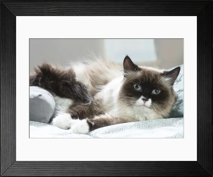 Framed Print : Siberien. Siberian cat indoors Framed Print : Siberien. Siberian cat indoors