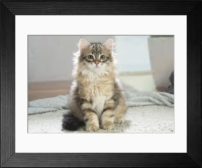 Framed Print : Siberien. Siberian cat indoors Framed Print : Siberien. Siberian cat indoors