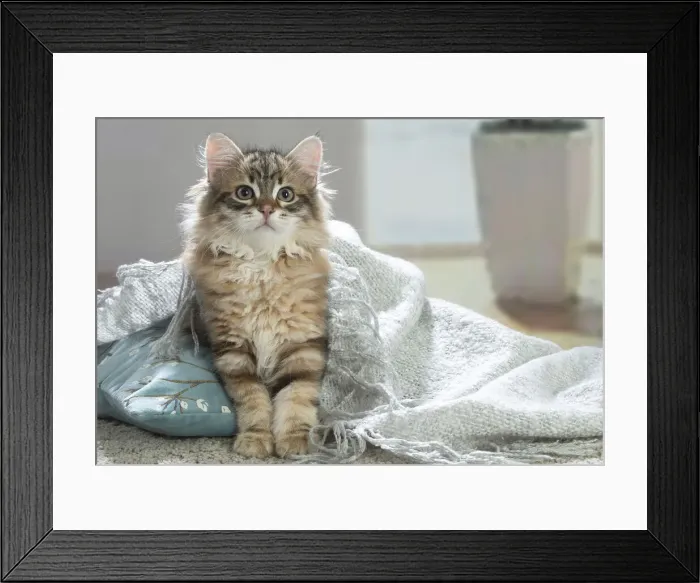 Framed Print : Siberien. Siberian cat indoors Framed Print : Siberien. Siberian cat indoors