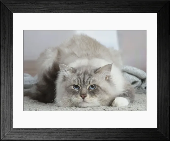 Framed Print : Siberien. Siberian cat indoors Framed Print : Siberien. Siberian cat indoors