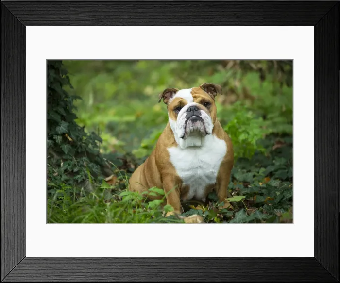 Framed Print : Bouledogue anglais Framed Print : Bouledogue anglais