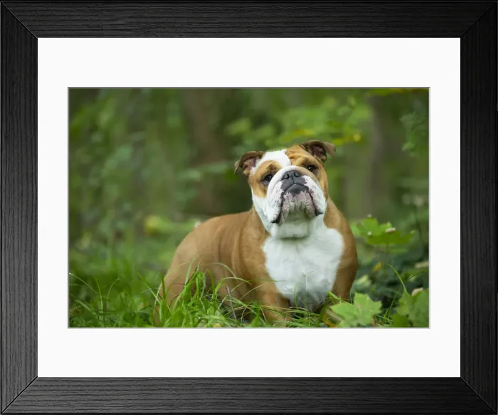Framed Print : Bouledogue anglais Framed Print : Bouledogue anglais