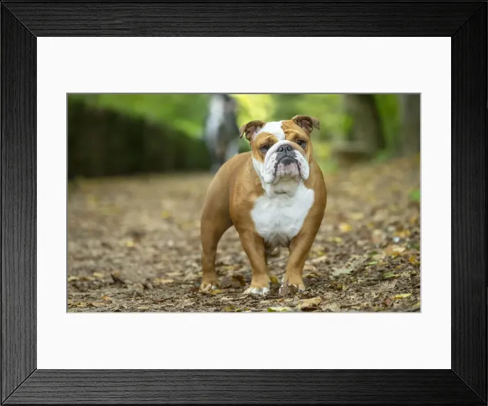 Framed Print : Bouledogue anglais Framed Print : Bouledogue anglais
