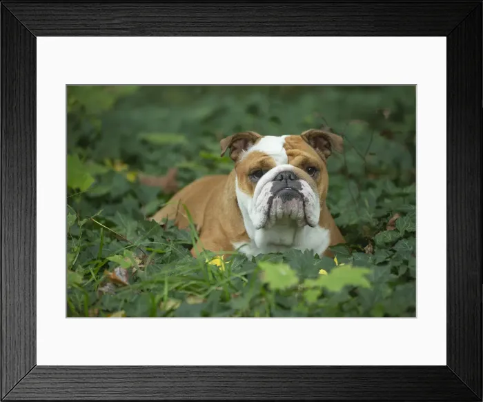 Framed Print : Bouledogue anglais