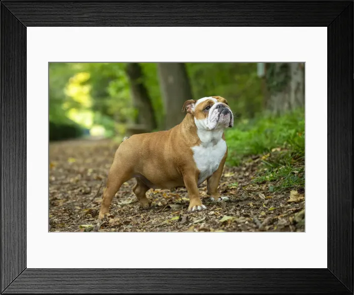 Framed Print : Bouledogue anglais Framed Print : Bouledogue anglais