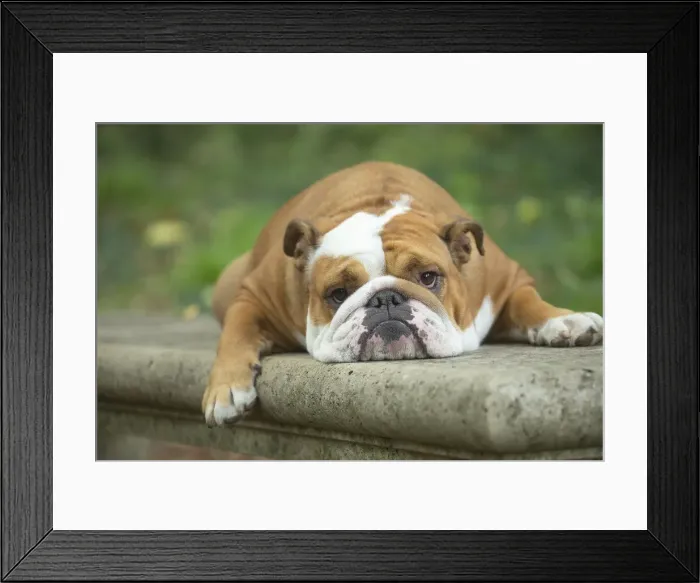 Framed Print : Bouledogue anglais Framed Print : Bouledogue anglais