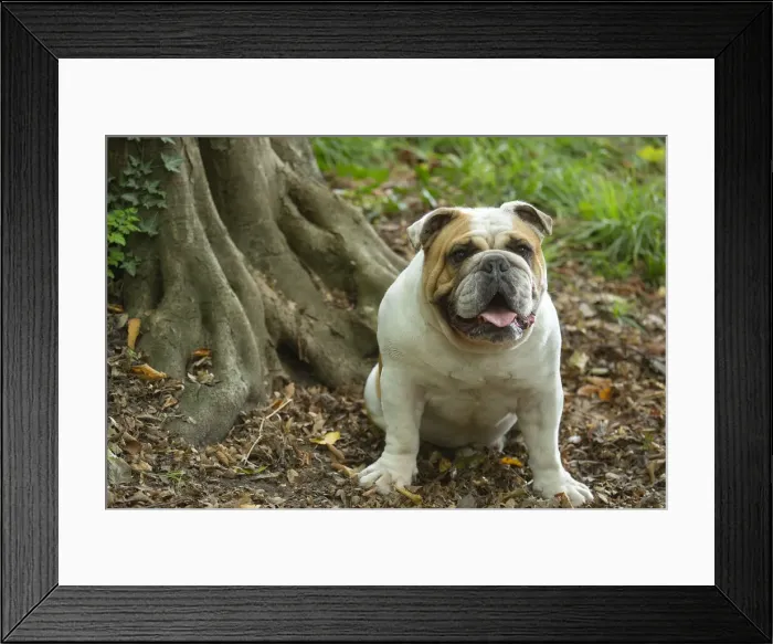 Framed Print : Bouledogue anglais Framed Print : Bouledogue anglais