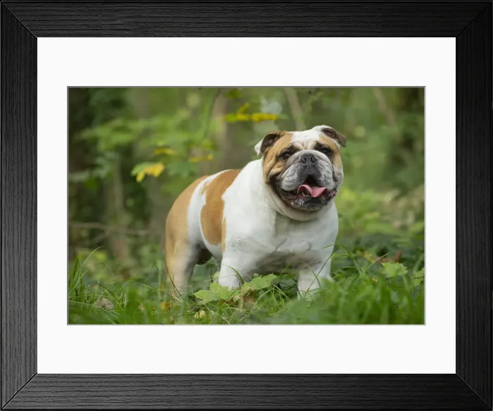 Framed Print : Bouledogue anglais