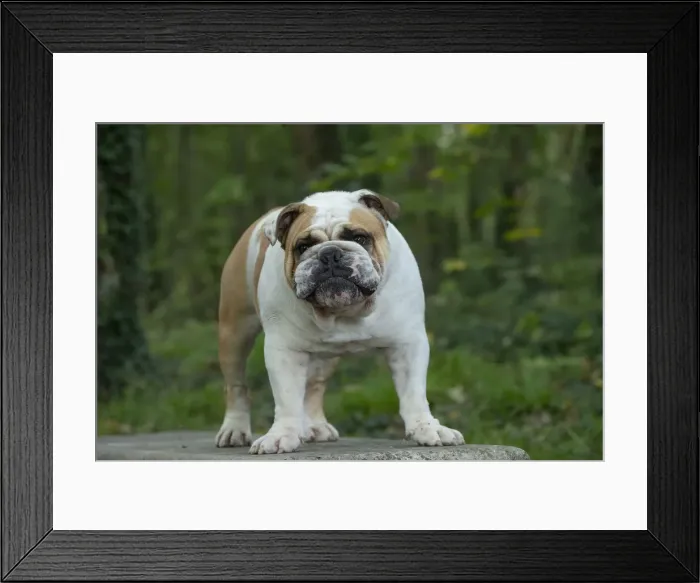 Framed Print : Bouledogue anglais Framed Print : Bouledogue anglais