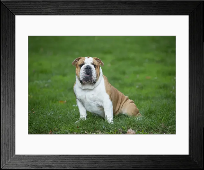 Framed Print : Bouledogue anglais Framed Print : Bouledogue anglais