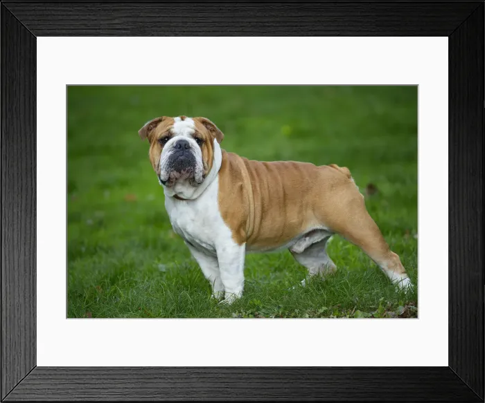Framed Print : Bouledogue anglais Framed Print : Bouledogue anglais