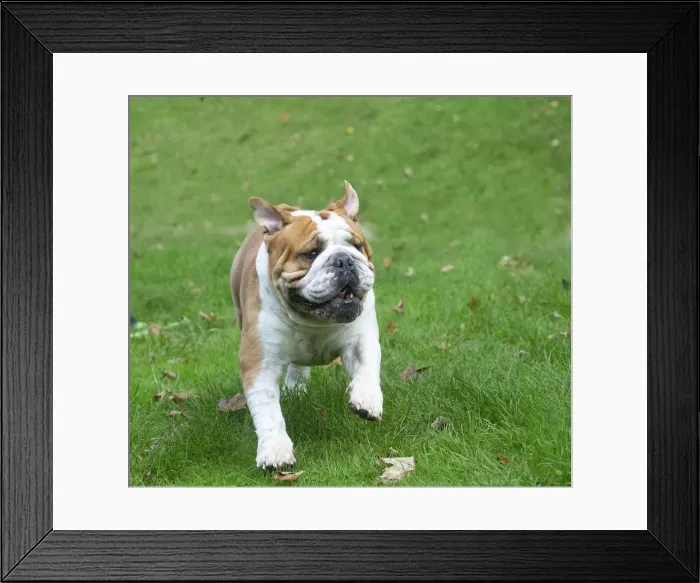 Framed Print : Bouledogue anglais Framed Print : Bouledogue anglais