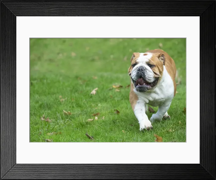 Framed Print : Bouledogue anglais Framed Print : Bouledogue anglais