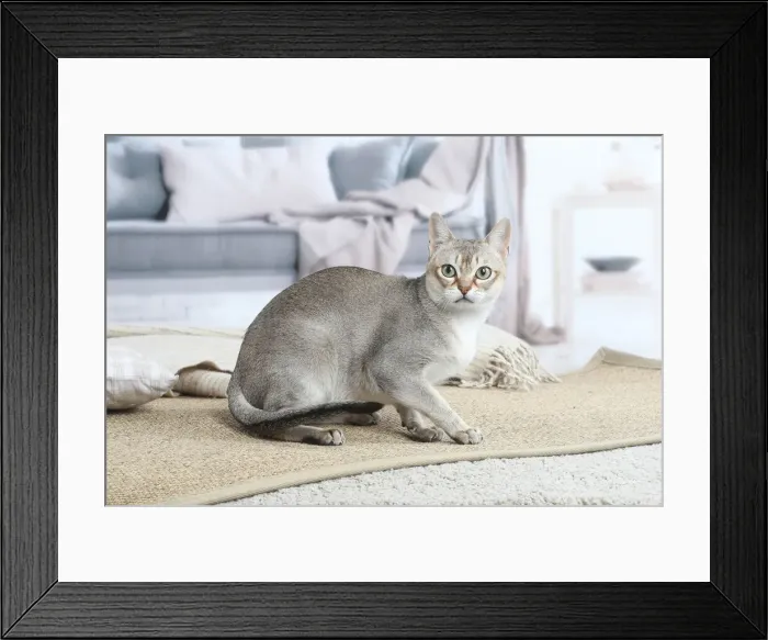 Framed Print : SINGAPURA. Singapura cat indoors Framed Print : SINGAPURA. Singapura cat indoors