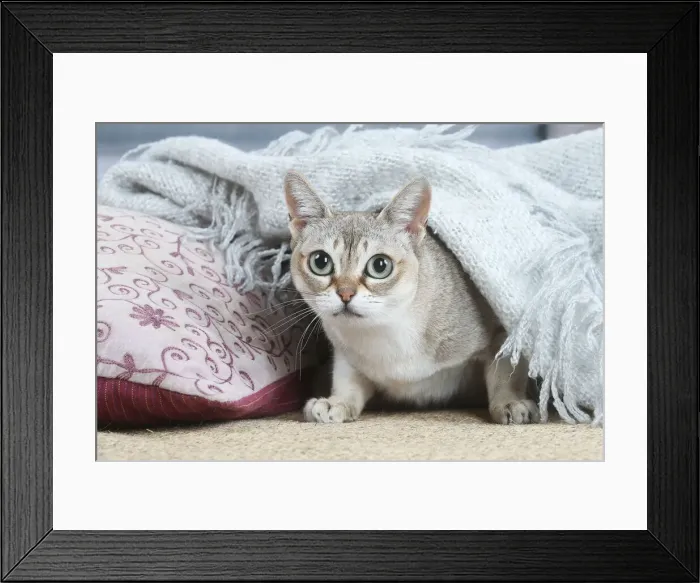Framed Print : SINGAPURA. Singapura cat indoors Framed Print : SINGAPURA. Singapura cat indoors