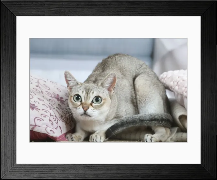 Framed Print : SINGAPURA. Singapura cat indoors Framed Print : SINGAPURA. Singapura cat indoors