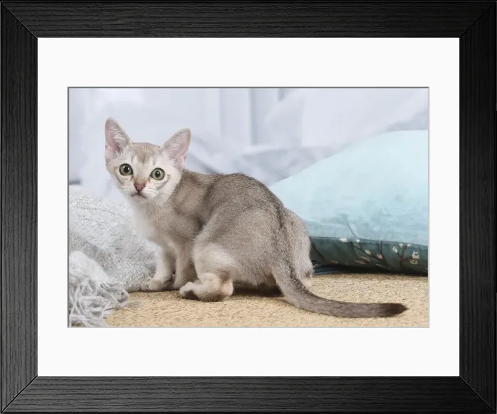 Framed Print : SINGAPURA. Singapura kitten indoors Framed Print : SINGAPURA. Singapura kitten indoors