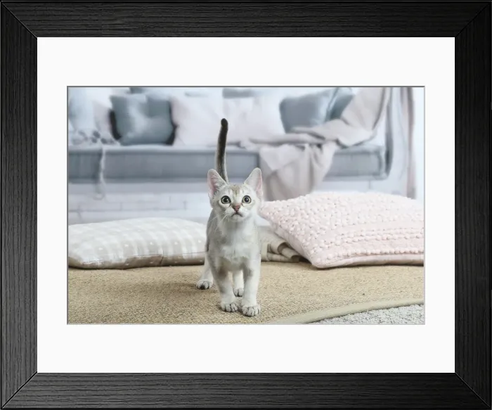 Framed Print : SINGAPURA. Singapura kitten indoors Framed Print : SINGAPURA. Singapura kitten indoors