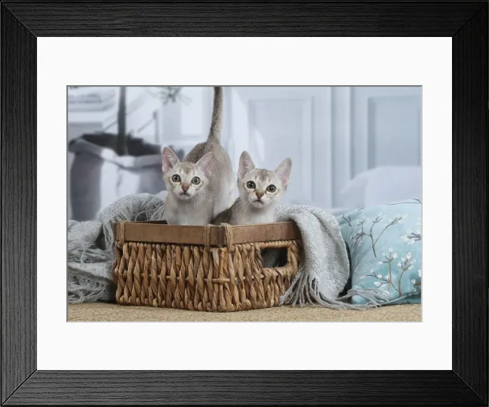 Framed Print : SINGAPURA. Singapura kittens in a basket indoors Framed Print : SINGAPURA. Singapura kittens in a basket indoors
