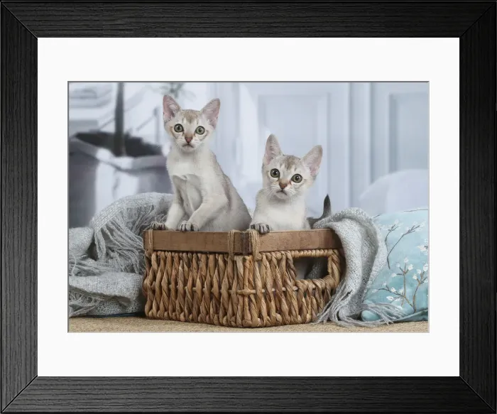 Framed Print : SINGAPURA. Singapura kittens in a basket indoors Framed Print : SINGAPURA. Singapura kittens in a basket indoors