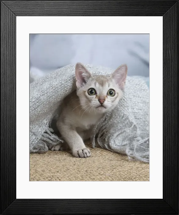 Framed Print : SINGAPURA. Singapura kitten indoors Framed Print : SINGAPURA. Singapura kitten indoors