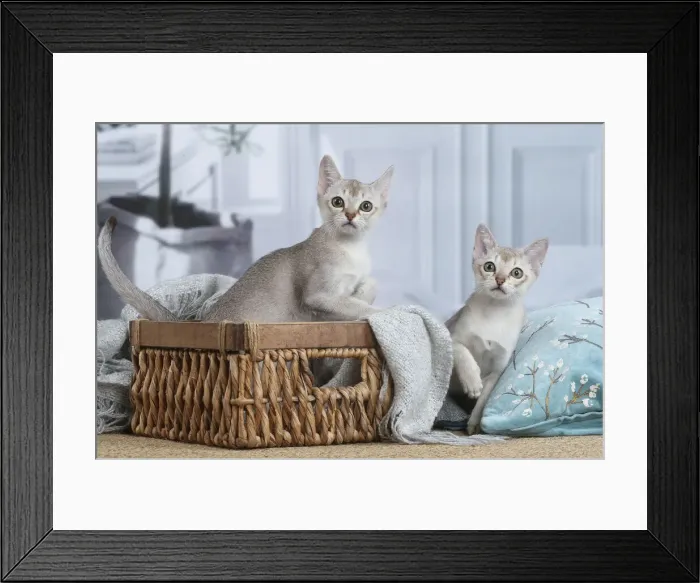 Framed Print : SINGAPURA. Singapura kittens in a basket indoors Framed Print : SINGAPURA. Singapura kittens in a basket indoors