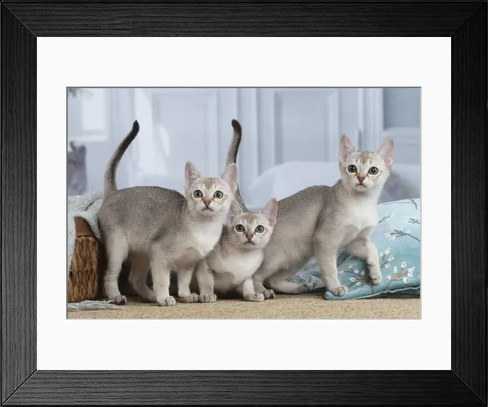 Framed Print : SINGAPURA. Singapura kittens indoors Framed Print : SINGAPURA. Singapura kittens indoors
