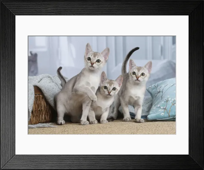Framed Print : SINGAPURA. Singapura kittens indoors Framed Print : SINGAPURA. Singapura kittens indoors