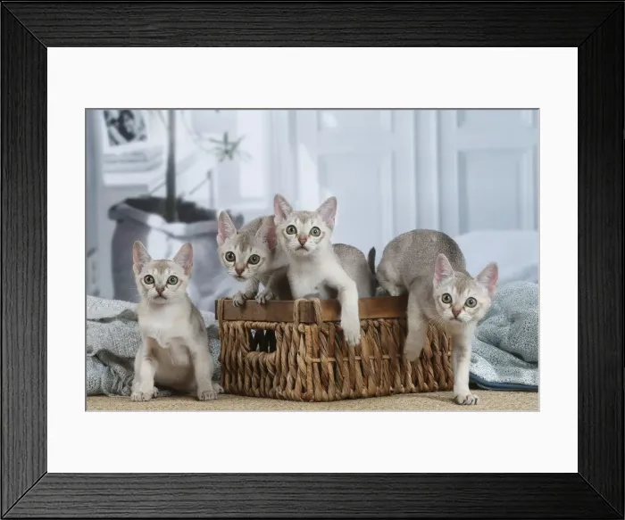 Framed Print : SINGAPURA. Singapura kittens in a basket indoors Framed Print : SINGAPURA. Singapura kittens in a basket indoors