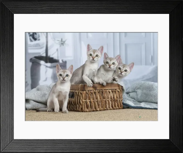Framed Print : SINGAPURA. Singapura kittens in a basket indoors Framed Print : SINGAPURA. Singapura kittens in a basket indoors