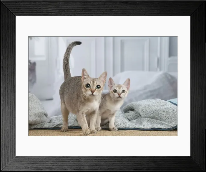 Framed Print : SINGAPURA. Singapura cat and kitten indoors Framed Print : SINGAPURA. Singapura cat and kitten indoors