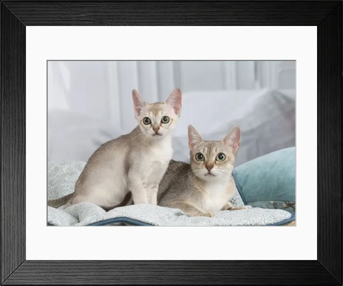 Framed Print : SINGAPURA. Singapura kittens indoors Framed Print : SINGAPURA. Singapura kittens indoors