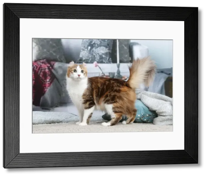 Framed Print : AMERICAN CURL Framed Print : AMERICAN CURL