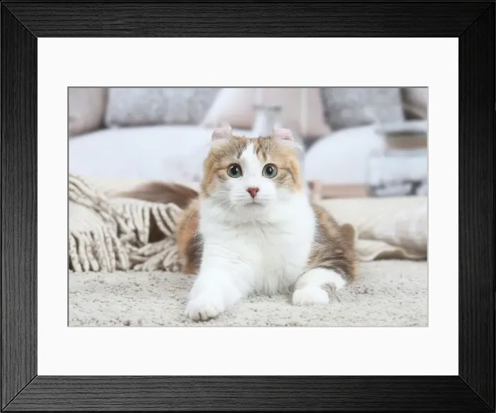 Framed Print : AMERICAN CURL Framed Print : AMERICAN CURL