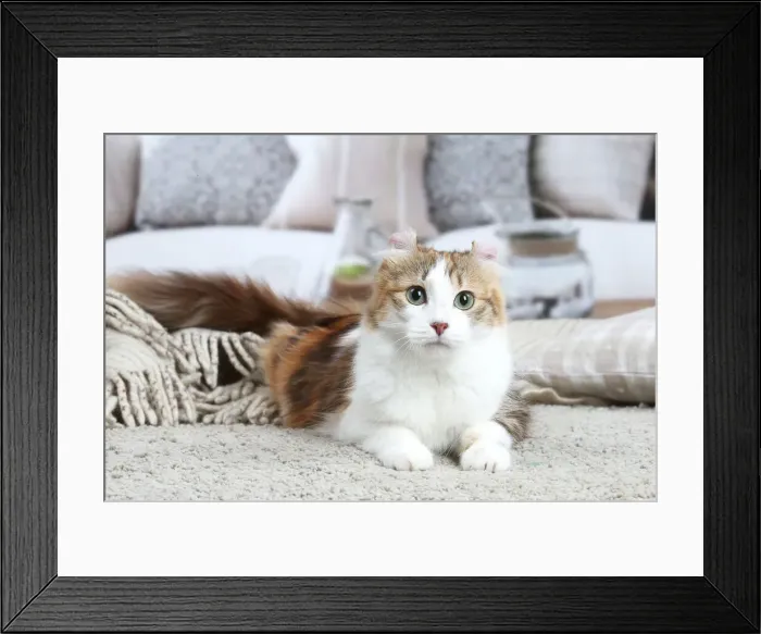 Framed Print : AMERICAN CURL Framed Print : AMERICAN CURL