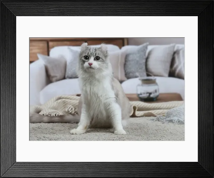 Framed Print : AMERICAN CURL Framed Print : AMERICAN CURL