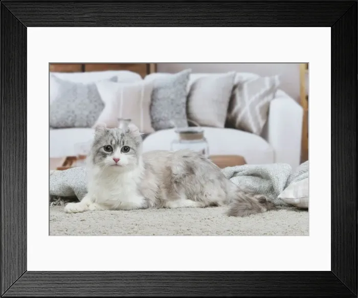 Framed Print : AMERICAN CURL