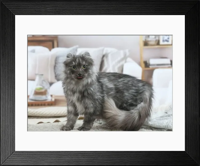 Framed Print : AMERICAN CURL Framed Print : AMERICAN CURL