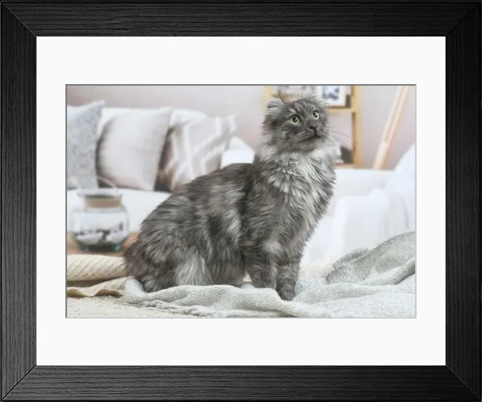 Framed Print : AMERICAN CURL Framed Print : AMERICAN CURL