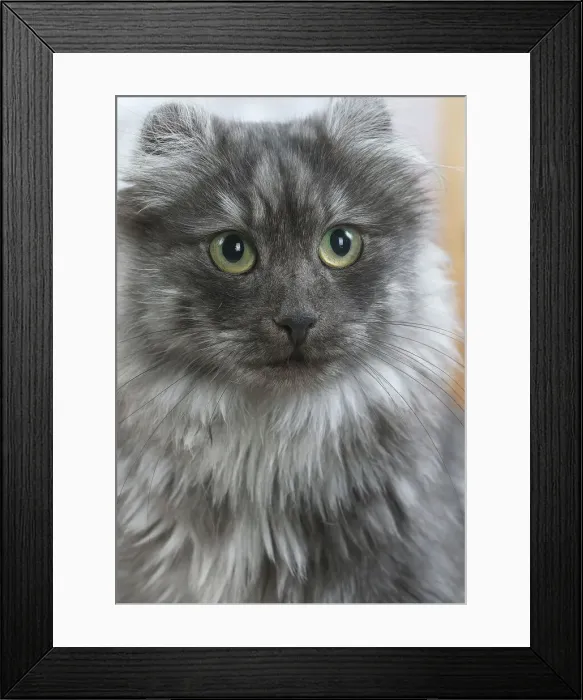 Framed Print : AMERICAN CURL Framed Print : AMERICAN CURL