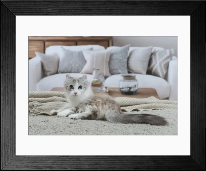Framed Print : AMERICAN CURL Framed Print : AMERICAN CURL