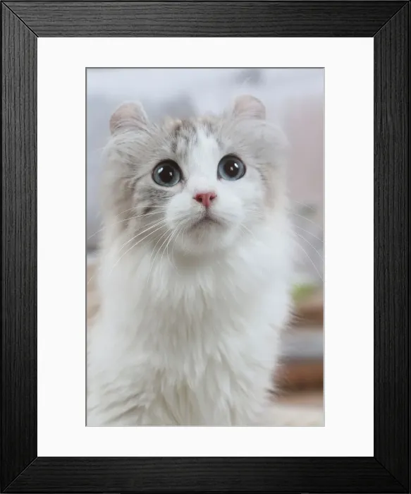 Framed Print : AMERICAN CURL Framed Print : AMERICAN CURL