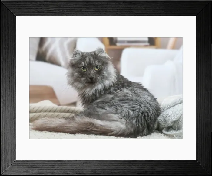 Framed Print : AMERICAN CURL Framed Print : AMERICAN CURL