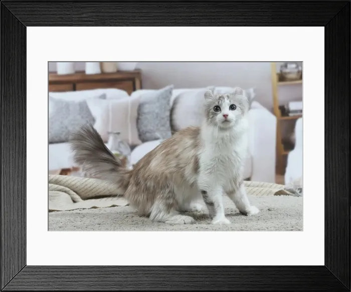 Framed Print : AMERICAN CURL Framed Print : AMERICAN CURL