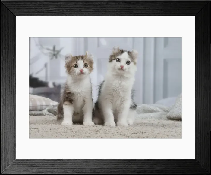Framed Print : AMERICAN CURL Framed Print : AMERICAN CURL