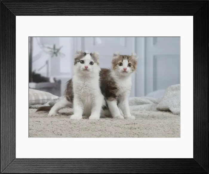 Framed Print : AMERICAN CURL
