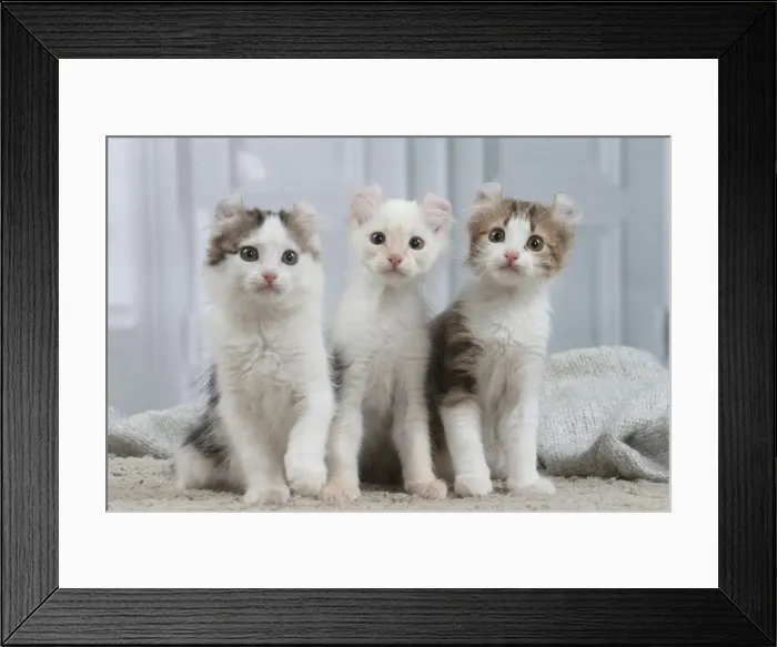 Framed Print : AMERICAN CURL Framed Print : AMERICAN CURL