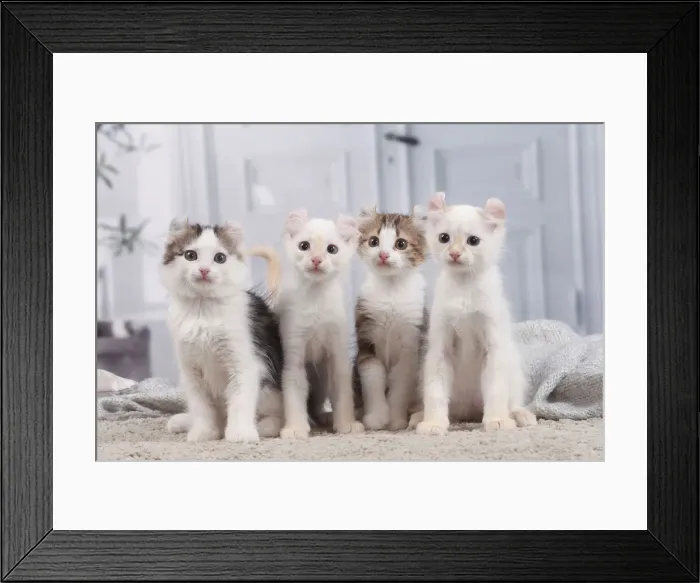 Framed Print : AMERICAN CURL Framed Print : AMERICAN CURL